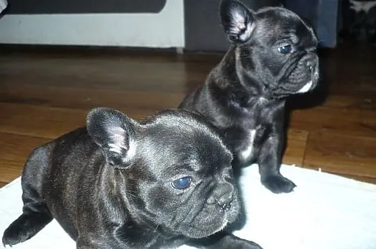Buldog francuski - REZERWACJA