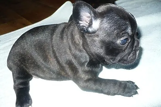 Buldog francuski - REZERWACJA