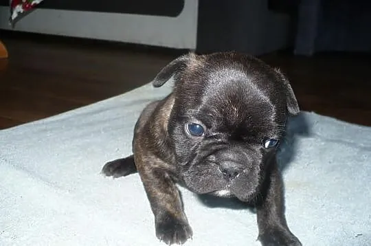 Buldog francuski - REZERWACJA