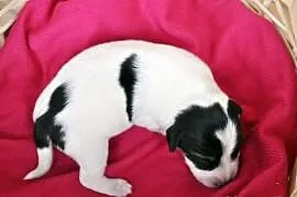 Jack Russell Terrier - gładkowłose szczeniaczki ro, Sochaczew