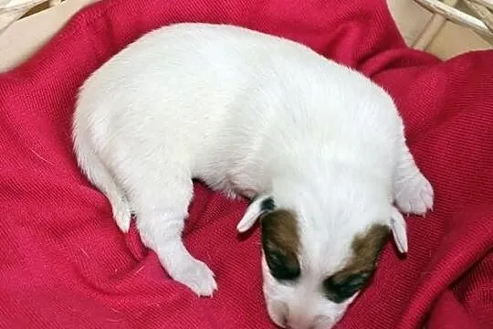 Jack Russell Terrier - gładkowłose szczeniaczki ro