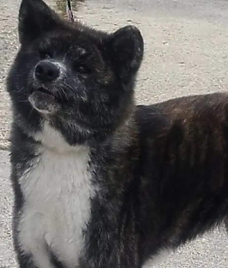 Akita inu sunia pręgowana, Mazowieckie, Legionowo