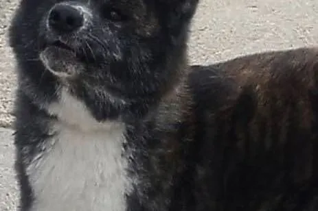Akita inu sunia pręgowana, Mazowieckie, Legionowo