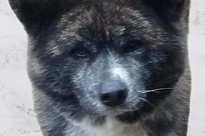 Akita inu sunia pręgowana, Mazowieckie, Legionowo