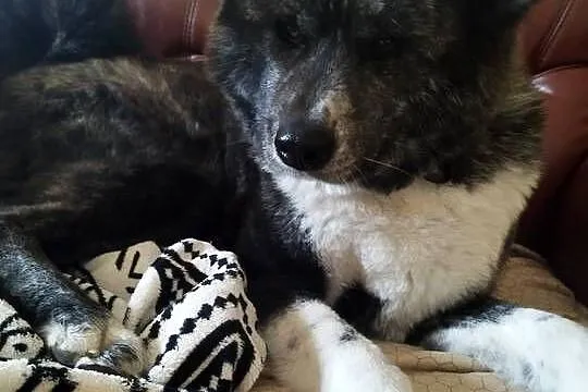 Akita inu sunia pręgowana, Mazowieckie, Legionowo