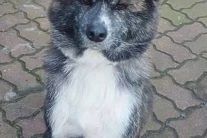 Akita inu sunia pręgowana, Mazowieckie, Legionowo
