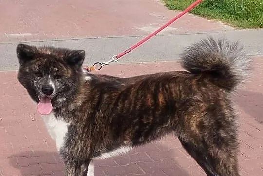 Akita inu sunia pręgowana, Mazowieckie, Legionowo