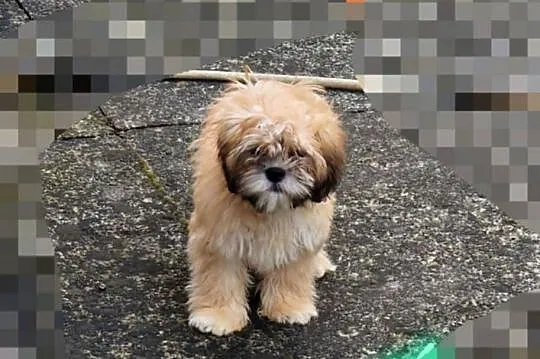 Lhasa apso kuzyn shih tzu