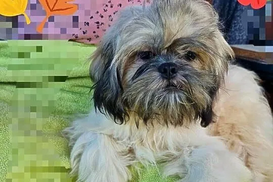 Lhasa apso kuzyn shih tzu, Śląskie, Rydułtowy
