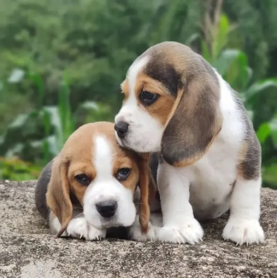 Szczenięta Beagle najwyższej jakości... napisz do mnie na WhatsApp: +44 7453 907158, , Lowizowo
