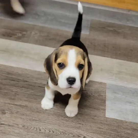 Szczenięta Beagle najwyższej jakości... napisz do mnie na WhatsApp: +44 7453 907158, , Lowizowo