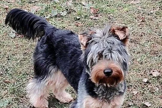 Suczka york, nie miniaturka, Mazowieckie, Wólka-Przekory