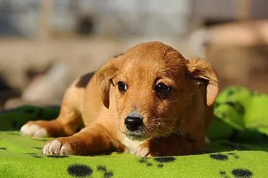 Masza, delikatny SZCZENIAK, cudowna suczka do adopcji!