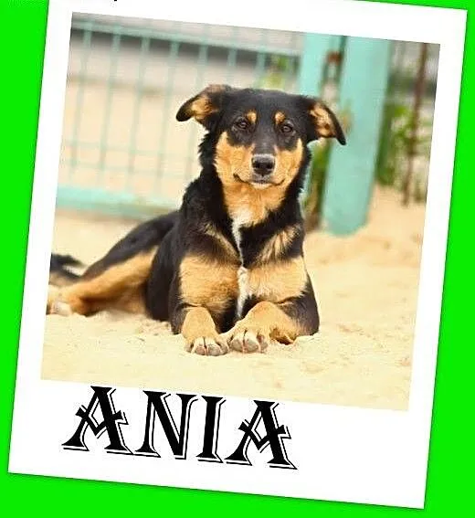 11kg,łagodna,delikatna,przyjazna suczka ANIA.Adopc
