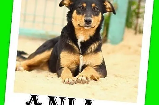 11kg,łagodna,delikatna,przyjazna suczka ANIA.Adopc