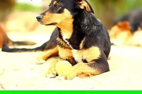 11kg,łagodna,delikatna,przyjazna suczka ANIA.Adopc