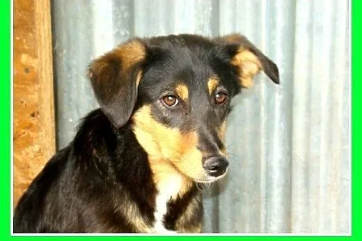 11kg,łagodna,delikatna,przyjazna suczka ANIA.Adopc