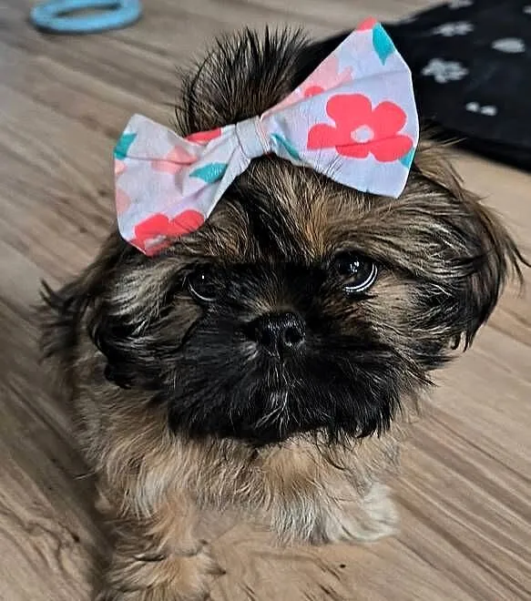 Dziewczynka shihtzu, Mazowieckie, Lubowidz