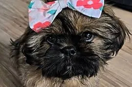 Dziewczynka shihtzu