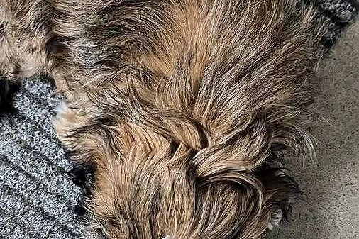 Dziewczynka shihtzu, Mazowieckie, Lubowidz