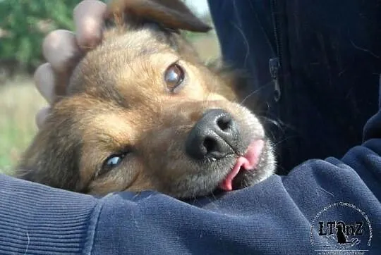 Borysek mały, blokowy psi przyjaciel do adopcji
