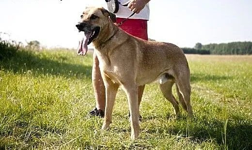 PLATON piękny pies stróz podwórka do adopcji :),