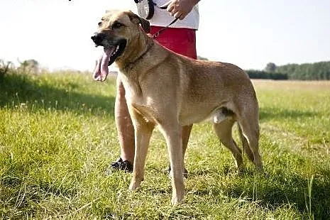 PLATON piękny pies stróz podwórka do adopcji :),  
