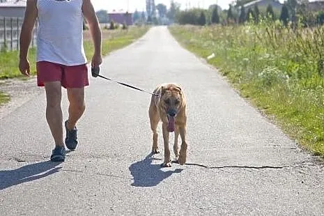 PLATON piękny pies stróz podwórka do adopcji :),  
