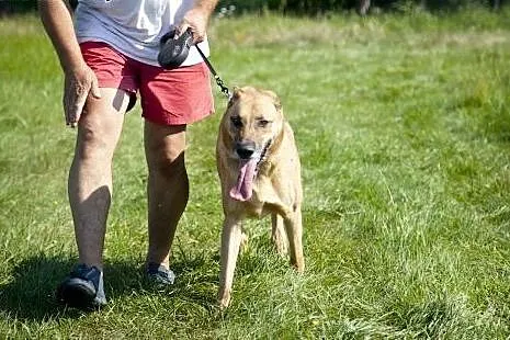 PLATON piękny pies stróz podwórka do adopcji :),  