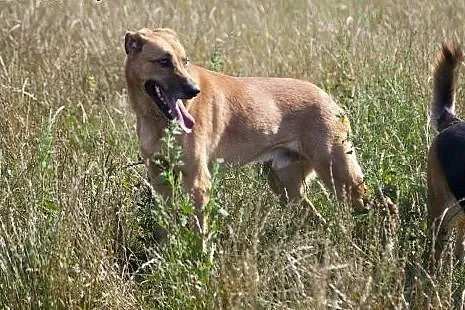 PLATON piękny pies stróz podwórka do adopcji :),  
