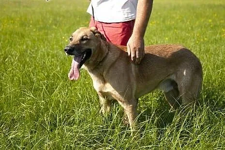 PLATON piękny pies stróz podwórka do adopcji :),  