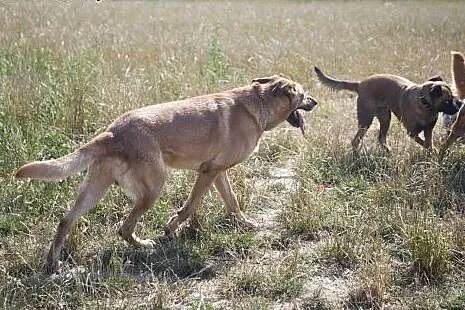 PLATON piękny pies stróz podwórka do adopcji :),  