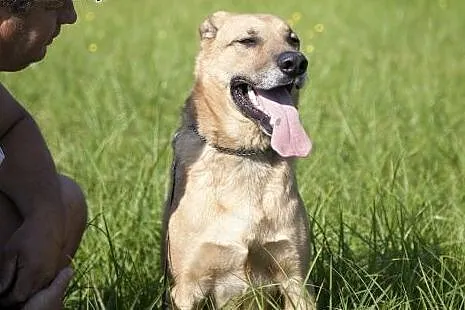 PLATON piękny pies stróz podwórka do adopcji :),  