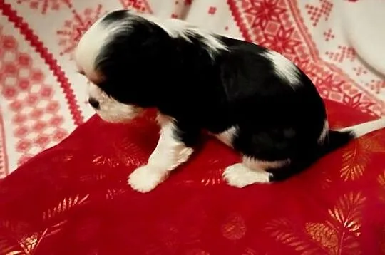 Cavalier king charles spaniel gotowe do zmiany domu piesek sunia