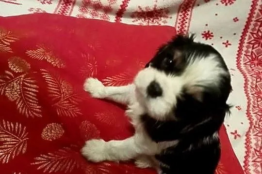 Cavalier king charles spaniel gotowe do zmiany domu piesek sunia, Lubelskie, Kurów