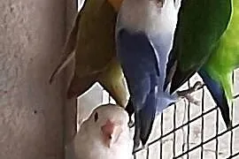 Sprzedam Papugi