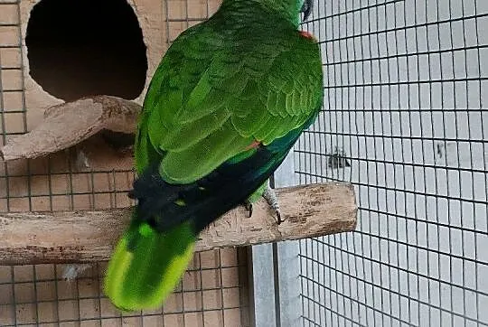Dorosła Amazonka Niebieskoczelna, Podkarpackie, Dębica