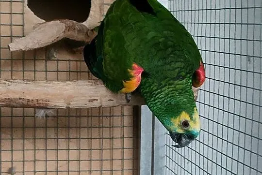Dorosła Amazonka Niebieskoczelna, Podkarpackie, Dębica