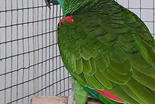 Dorosła Amazonka Niebieskoczelna, Podkarpackie, Dębica