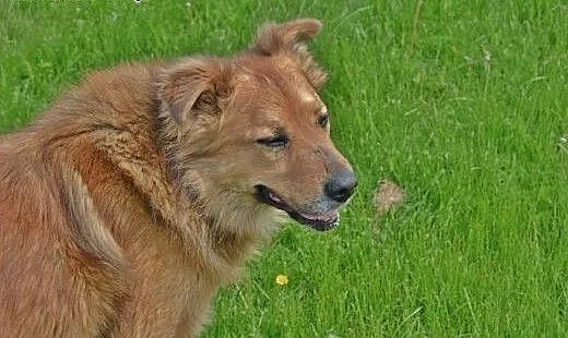 Proszę Państwa- oto misiowaty Teddy, świętokrzysk