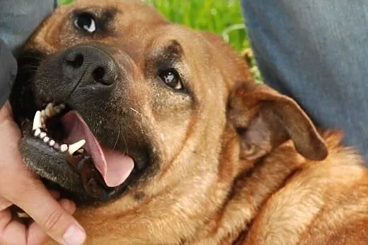Maciek - molosowaty przyjaciel wszystkich, adopcja,  małopolskie Kraków