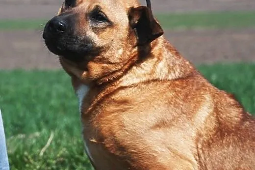 Maciek - molosowaty przyjaciel wszystkich, adopcja