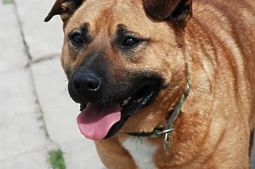 Maciek - molosowaty przyjaciel wszystkich, adopcja