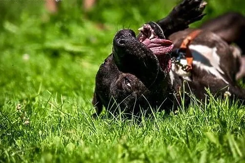 Nemo-facet po przejściach szuka swojego człowieka,