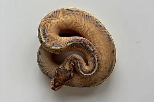 Pytony królewskie
