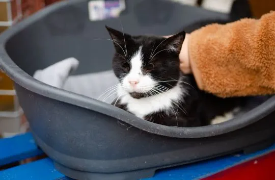 Sany, starszy, kochany kocurek szuka pilnie domu!  Adopcja starszego kota to niezwykła decyzja, któr, , Warszawa