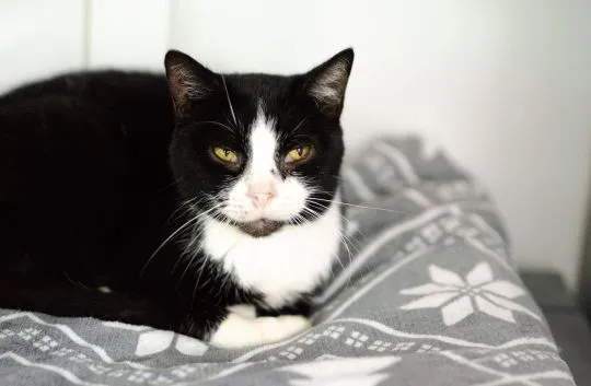 Sany, starszy, kochany kocurek szuka pilnie domu!  Adopcja starszego kota to niezwykła decyzja, któr
