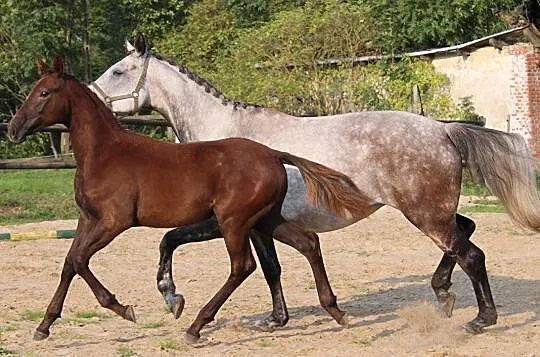 Kupie zdrowego dużego (wysokiego) konia od 170 wz od 10 do 15 tysięcy, Pomorskie, Gdańsk