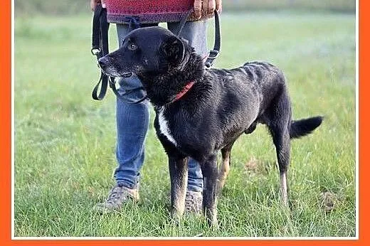 15 kg, pogodny,przyjacielski,kontaktowy piesek MAD