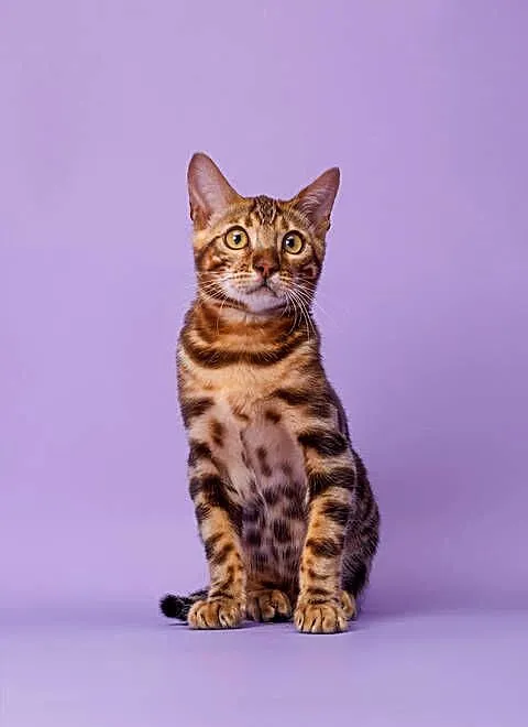 Bengal, Podkarpackie, Rzeszów